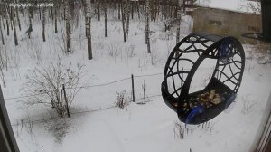 Одна синица и один снегирь