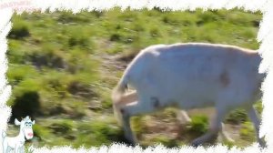 Домашние животные и их детеныши! Развивающие мультики для детей!