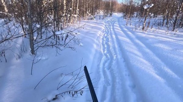 Вылазка в лес.Морозно и снежно! 07.02.2026