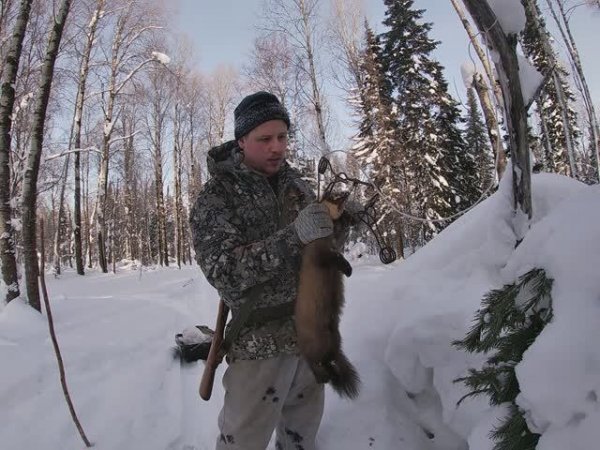 Проверка путика # 5. Снова трофей. Лось и рысь на путике.