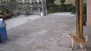 Твой китайский дед