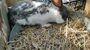 Крольчиха родила в -21. 
Сильна "Чешская кровь".