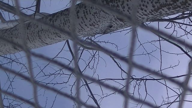 Кант 08.02.2026 - ГС - вешки - 2Асклон смотреть онлайн