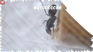Муравьи Camponotus cruentatus. 1+1. Посылка. Фотосессия. Распаковка