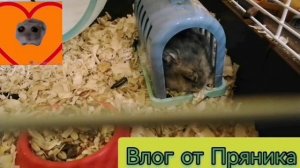 Влог от Бони и Пряника 😱😱😱😱😱😱😱😱😱