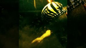 Братья черепашки