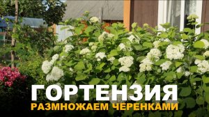 СВОИ САЖЕНЦЫ МЕТЕЛЬЧАТОЙ ГОРТЕНЗИИ БЕЗ СЛОЖНОСТЕЙ. Простой способ размножения метельчатой гортензии.