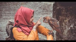 Совы тоже куры