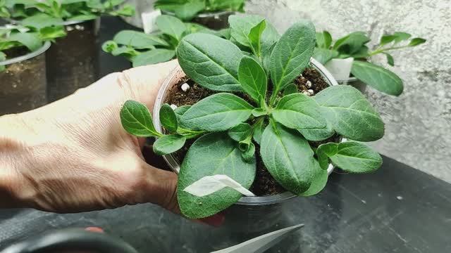 Как выращиваю из тощей петунии шикарный цветущий шар. Прищипка без секретов. смотреть онлайн