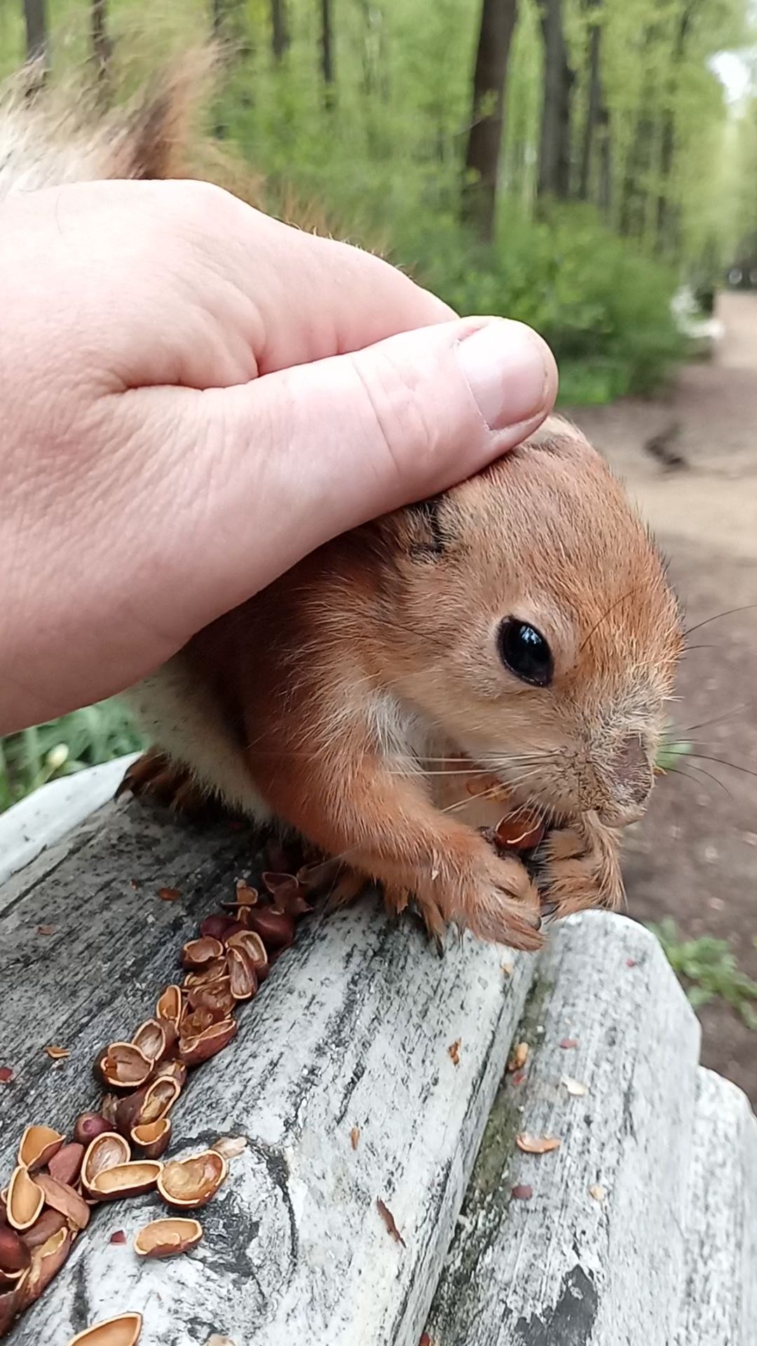 Ласковая белка. Апрель 2023 смотреть онлайн