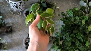 Полный обзор моих хой и дисхидий