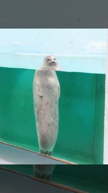 Забавный котик смотреть онлайн