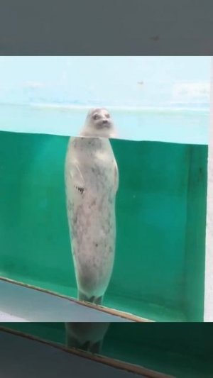 Забавный котик