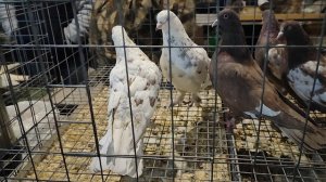 7.02.2026г Ярмарка ст.Бронницы ч.4