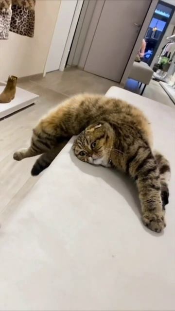 Смешные коты #108-8