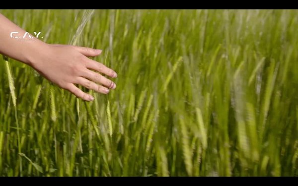 LIVE: C.A.Y. Records Digital Record Label