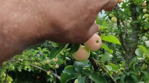 Кипарисовое - июльская сладость.