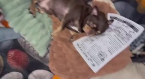 Доброй всем ночи, а Шейхучик сегодня на газетке уснул.