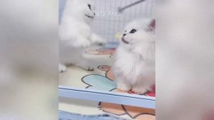 Уморительные питомцы, которые поднимут настроение за секунду