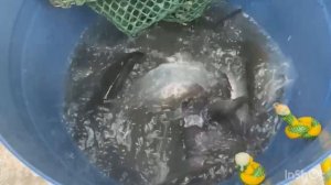 Навеска 1.2-2.5кг