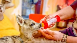 Мы пытаемся накормить косуленка Бемби, а вот Степашку и Маню УГОВАРИВАТЬ НЕ НАДО)))