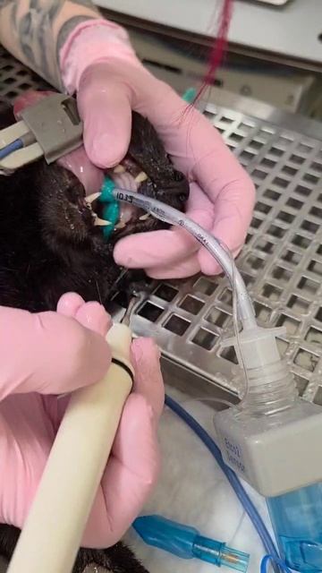 Чистка зубов коту смотреть онлайн