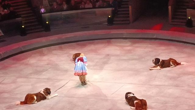 В цирке на Вернадского. смотреть онлайн