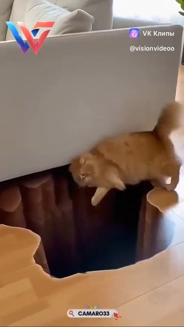Funny cats 🐱 смотреть онлайн