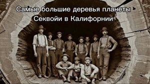 Самые большие деревья планеты. Секвойи в Калифорнии - деревья гиганты