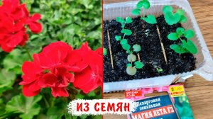 Не пропустите! Посев пеларгонии. Выращивание пеларгонии из семян подробно