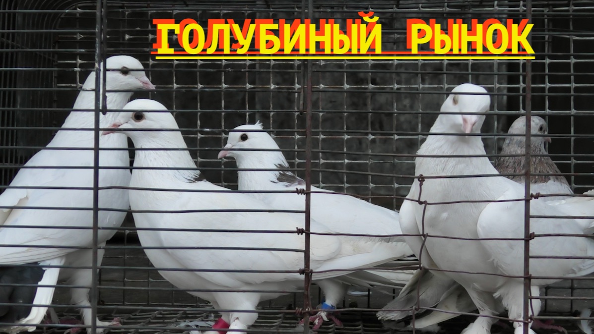 Голубиный рынок в Астрахани! 8.02.26г смотреть онлайн