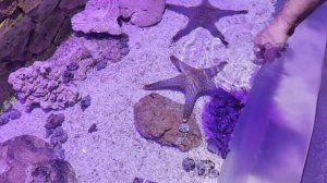 Хотите прикоснуться к морской звезде? Это можно сделать в контактном аквариуме океанариума Атлантис