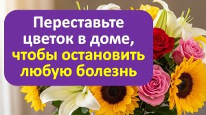 3 признака, что ваш цветок стоит на мёртвой точке подоконника и забирает здоровье и деньги
