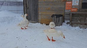 Кочевник 
февраль 2026