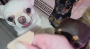 Все с удовольствием перекусили, прям маленькие крокодильчики.