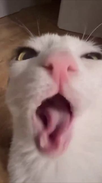 Смешные коты #108-7