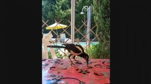 Не поесть, так поиграться