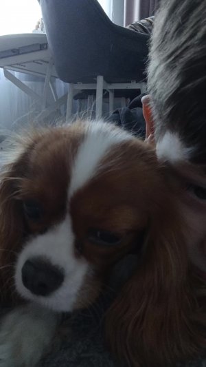 шщщелапаода