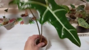 Комнатные цветы/растения. Мои алоказии.