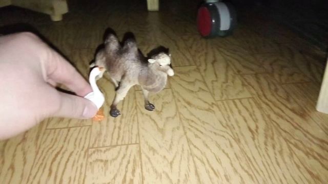 Домашний гусь нападает на двухгорбового верблюда. Очень интересный видос.