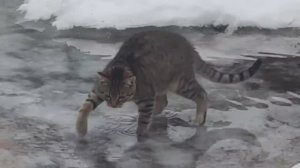 Изюмыч с детства любил лужи, а вот душ презирает