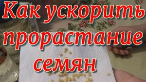 КАК УСКОРИТЬ ПРОРАСТАНИЕ СЕМЯН. Проращиваем ПРОСРОЧЕННЫЕ СЕМЕНА.