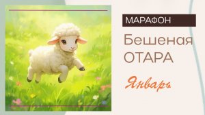 Бешеная Отара. Январь. Барашек для торопыжки