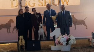 07.02.2026, СПб. Клуб "Сенсация". Бесты выставок "БУЛЛЬ ТЕРЬЕР ТРОФИ"