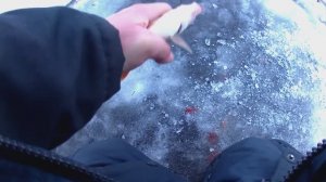 Рыбалка на Финском заливе. Отчёт за 08.02.26. РЛЦ "Раскат". Есть первая рыба в 2026 году.