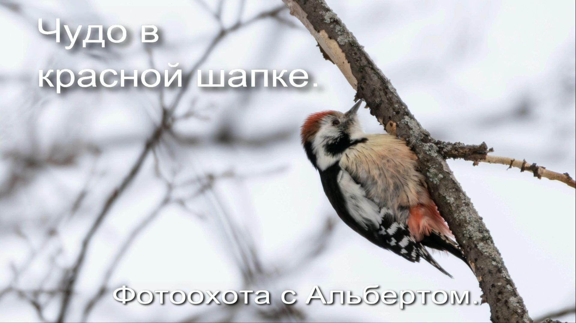 Фотоохота с Альбертом. Чудо в красной шапке.