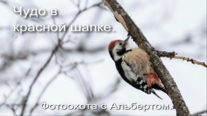 Фотоохота с Альбертом. Чудо в красной шапке.