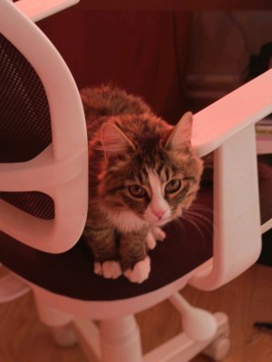 Делаем из бумаги кофемашину😝