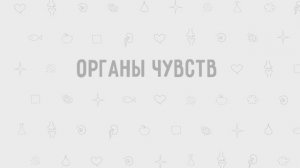 3.15 - Органы чувств