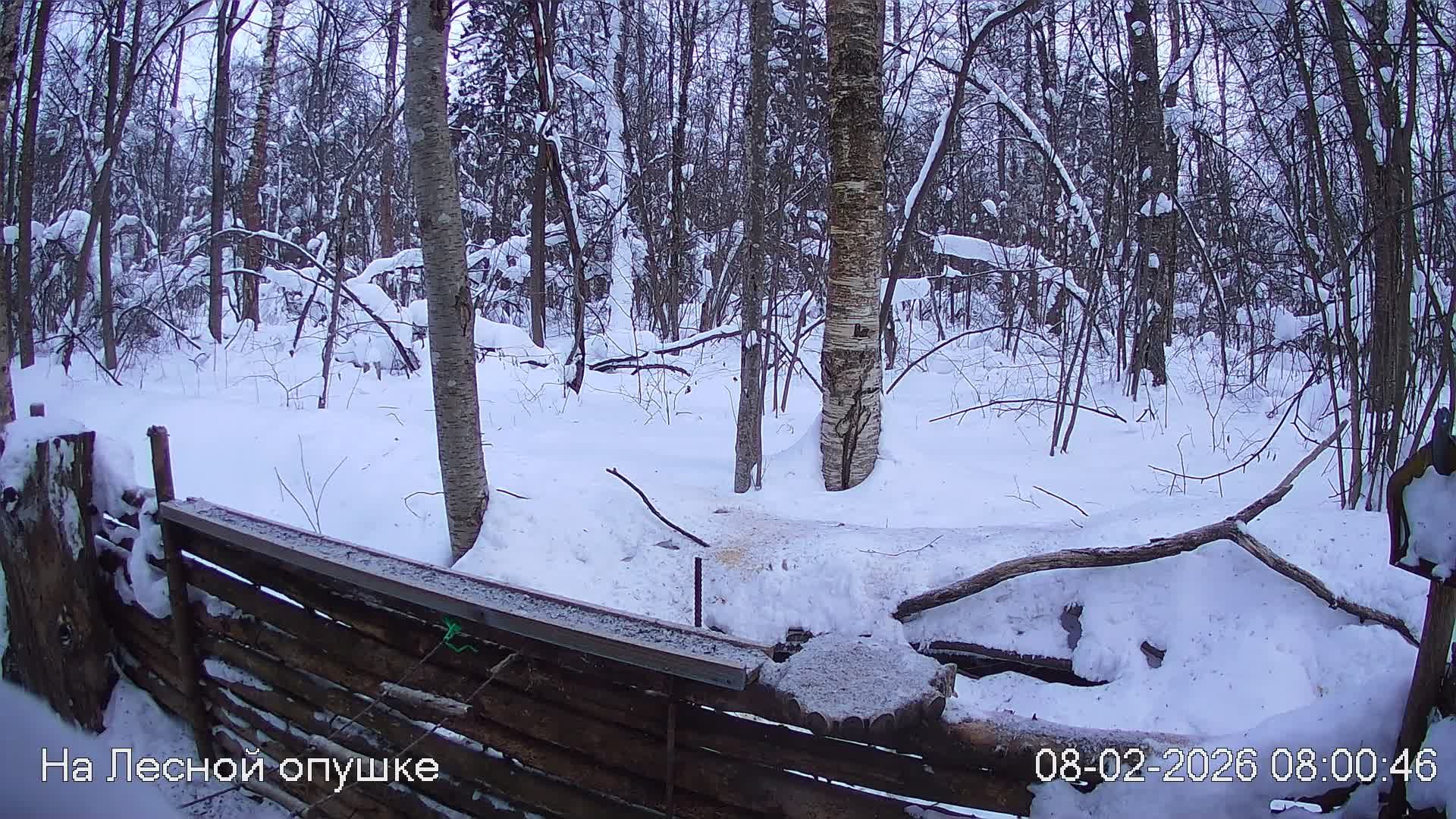 LIVE: На лесной опушке. Природа онлайн смотреть онлайн